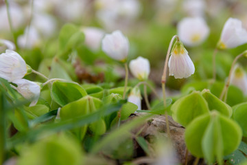 Small delicate white spring wildflowers