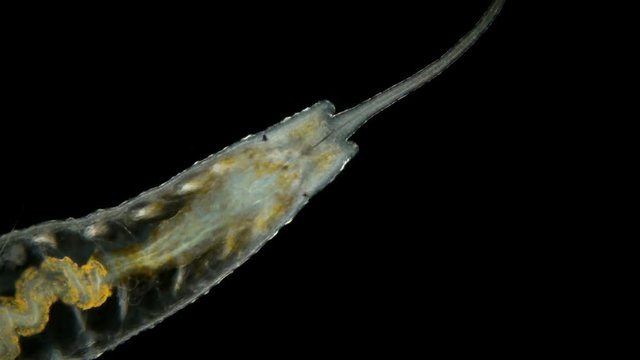 worm of the family Naididae under a microscope, Stylaria lacustris view, low-nebula Oligochaeta worm, pond dweller, diverse life in colors, 4K