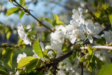 Beautiful white sakura flowers on tree, spring