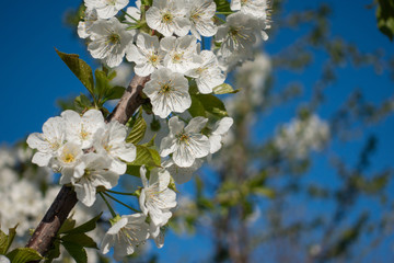 Beautiful white sakura flowers on tree, spring