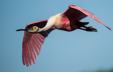 Roseate Spoonbill