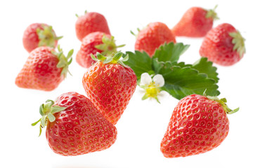 イチゴ　スタジオ撮影　