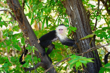 A white-headed capuchin monkey (cebus capucinus) on a fence  in Peninsula Papagayo, Guanacaste, Costa Rica