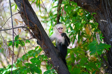 A white-headed capuchin monkey (cebus capucinus) on a fence  in Peninsula Papagayo, Guanacaste, Costa Rica