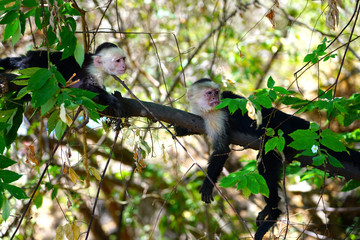 A white-headed capuchin monkey (cebus capucinus) on a fence  in Peninsula Papagayo, Guanacaste, Costa Rica
