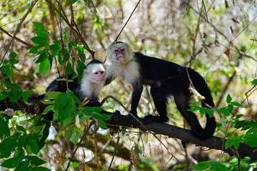 A white-headed capuchin monkey (cebus capucinus) on a fence  in Peninsula Papagayo, Guanacaste, Costa Rica