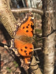 First butterflies