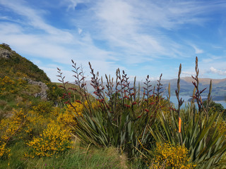 wild flowers and blue sky