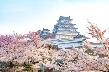 姫路城と桜の花（日本）
