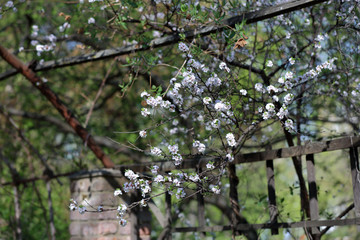 Picturesque sakura bloom. Blossoming Japanese cherry tree