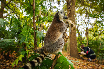 Lemur in wild at tropical park.
