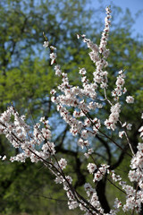 Picturesque sakura bloom. Blossoming Japanese cherry tree