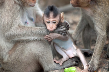 可愛いサル
