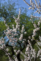 Picturesque sakura bloom. Blossoming Japanese cherry tree