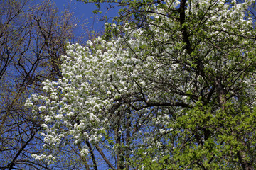 Picturesque sakura bloom. Blossoming Japanese cherry tree