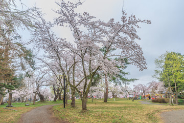  	春の新庄城跡の風景