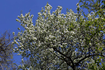 Picturesque sakura bloom. Blossoming Japanese cherry tree