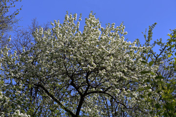 Picturesque sakura bloom. Blossoming Japanese cherry tree