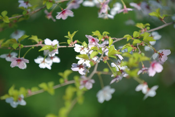 Picturesque sakura bloom. Blossoming Japanese cherry tree