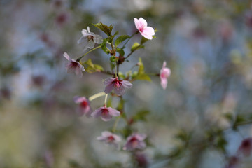 Picturesque sakura bloom. Blossoming Japanese cherry tree