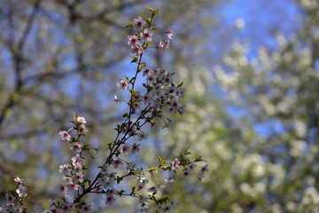 Picturesque sakura bloom. Blossoming Japanese cherry tree