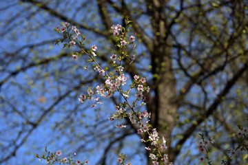 Picturesque sakura bloom. Blossoming Japanese cherry tree