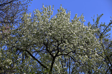 Picturesque sakura bloom. Blossoming Japanese cherry tree
