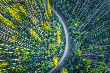 Looking down at road bend in eucalyptus forest - aerial view