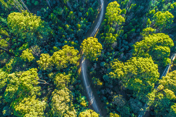 Gravel road winding through eucalyptus forest at sunrise - aerial view