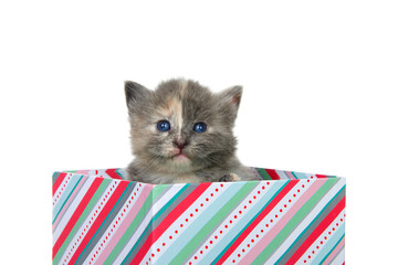 Adorable grey and orange diluted tortie baby kitten with blue eyes peaking out of a colorful...