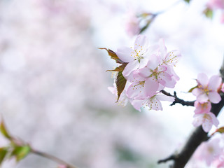 flowering tree in spring garden