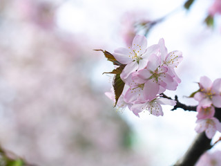 flowering tree in spring garden