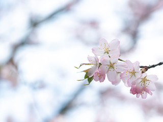 flowering tree in spring garden