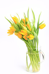 yellow tulips isolated on white background.