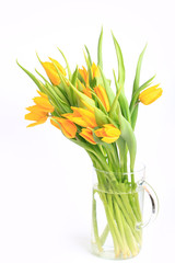 yellow tulips isolated on white background.