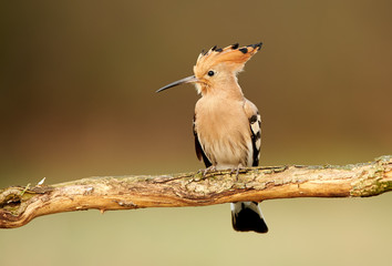 Eurasian Hoopoe or Common hoopoe (Upupa epops)