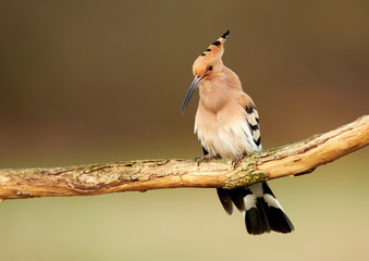 Eurasian Hoopoe or Common hoopoe (Upupa epops) © Piotr Krzeslak