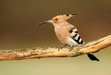 Eurasian Hoopoe or Common hoopoe (Upupa epops)
