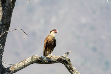caracara