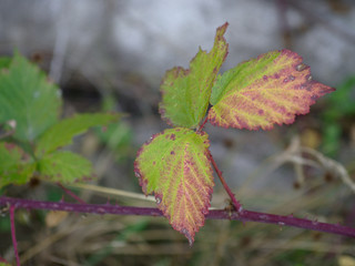 Reddish purple colored leaves on a twig with thorns