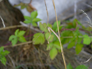 a straw blade of grass in front of a blurred background
