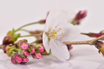 Naklejka na ściany i meble 桜の花と蕾