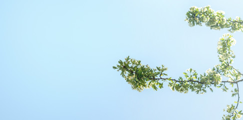 Banner Spring background with white blossom and green tree leaves