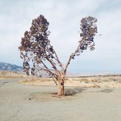 Shoe Tree