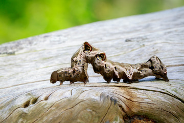 Image of brown caterpillar on brown dry timber. Insect. Animal