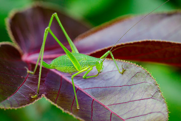 Image of family Tettigoniidae(Mirollia hexapinna) are commonly called katydids or bush-crickets on leaves. Insect. Animal