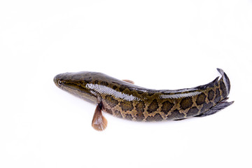 A black fish on a white background