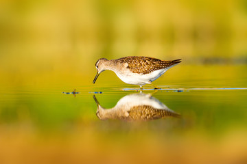 Cute water bird. Wood Sandpiper. Colorful natural background. Bird: Wood Sandpiper. Tringa glareola.