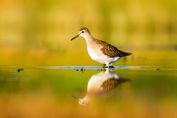 Cute water bird. Wood Sandpiper. Colorful natural background. Bird: Wood Sandpiper. Tringa glareola.