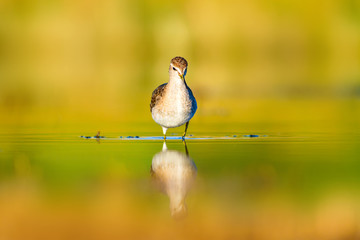 Cute water bird. Wood Sandpiper. Colorful natural background. Bird: Wood Sandpiper. Tringa glareola.